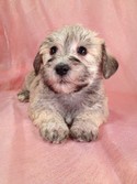Female Schnoodle Puppy for sale #8|Shipping on Delta to Atlanta GA only $150|We sell our schnoodles for less than Most Schnoodle Breeders in Georgia